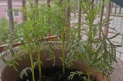 如何正确地浇水种植波斯菊？（掌握关键技巧，让波斯菊健康成长）