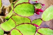 昙花养护指南（打造花园里的美丽奇迹）