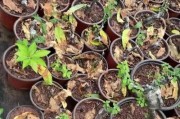 金弹子的最佳土壤种植法（掌握这些方法，让金弹子蓬勃生长）