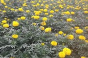 如何养护万寿菊盆栽？（打造美丽花坛的关键技巧）