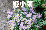 揭秘姬小菊的生长特点（多年生的秘密和关键生长环节）