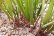韭菜种子催芽方法大揭秘（从萌芽到成长，轻松掌握催芽技巧）