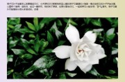 桅子花新叶变黄的原因及解决方法（探究桅子花新叶变黄的原因，分享解决方法，保持花叶健康）