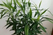 夏威夷椰子的冬季浇水方法（保护椰子树，做好浇水工作）