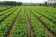 如何种植适合金银花的土壤（掌握金银花的生长习性，选好土壤是成功种植的关键）