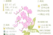 冬天如何养开花的蝴蝶兰？（室内环境和护理）