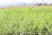 芦笋的种植要点（适宜的地理环境和栽培技巧）