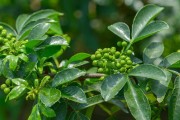 花椒剪枝的最佳时间（为什么选择几月份剪枝最好？）
