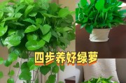 绿萝养护（一文了解绿萝的土养方法和注意事项）