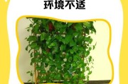 绿萝积水发臭了怎么办？保持绿萝清新的小妙招！（清除绿萝积水，恢复清新宜人的氛围。）