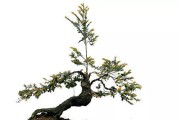 如何养护黑骨茶盆景，让其长久美丽？（一步一步教你打造迷人盆景世界，）