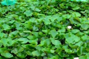 鱼泡草——水下世界的翠绿明珠（探寻鱼泡草的美妙之处）