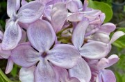 丁香花——哪个市的市花？（探寻丁香花的故事与魅力）
