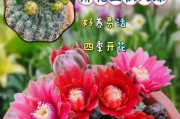 如何妥善处理开完花的绯玉仙人球（掌握关键步骤，让绯玉仙人球继续茁壮生长）