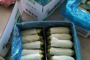 蓝花茄的耐寒性探究（耐寒零下多少度，你知道吗？）