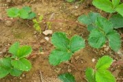 草莓的生长环境（草莓生长的土壤、气候和养分需求）