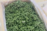 揭秘人参花的营养与食用方式（探究人参花的药用价值和食用安全性）