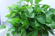 如何正确养护带藤的绿萝（打造健康美丽的室内绿植空间）