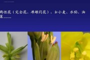 水稻是否为两性花（探究水稻的花器性别特征和生殖方式）