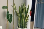 虎皮兰在客厅的种植与布置（选择虎皮兰的理由和客厅摆放技巧）