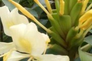 姜花是否有毒？可以放在室内养吗？（了解姜花的毒性及适宜环境）