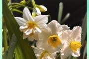 如何处理水仙花缺阳光的问题（解决水仙花光照不足的方法及技巧）