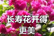 长寿花怎么可以开花（掌握关键技巧，让长寿花常开不败）