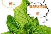 薄荷叶的生长及形态特征（探索薄荷叶的外形、颜色和生长方式）