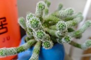 多肉植物托尼的养护秘籍（学会这些关键点，让你的多肉植物健康茁壮）