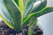 一、适合浇水的季节——春季和秋季