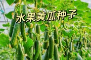 揭开黄瓜种子的来源之谜（从花期到收获，探寻黄瓜种子的生成过程）
