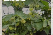 番茄种植全攻略（几月份适合种植，注意事项、种植技巧一网打尽）