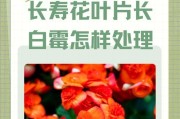 以长寿花有介壳虫怎么治？（综合防治方法有效控制长寿花介壳虫的侵害）