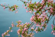 探秘海棠树的文化意义（中国古代文化中的海棠之美）