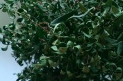球根海棠叶子卷曲的原因和处理方法（解决球根海棠叶子卷曲问题，让植株恢复健康）