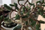 多肉球松的养殖方法与注意事项（照料简单，观赏性强，营养丰富的肉质植物）