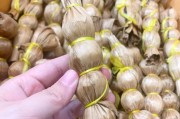葫芦（以葫芦为媒介，探索叶子世界的神奇旅程）