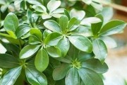 室内绿植推荐（15种适合在家中养的植物）