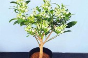 夜来香开花有毒吗？放在室内养需注意什么？（解读夜来香的毒性及养护技巧）