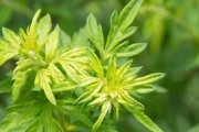 艾叶水可以给花浇吗？（探究艾叶水对花卉生长的影响）