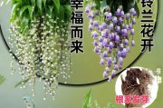 铃兰花谢了怎么养？（室内盆栽铃兰花枯萎了怎么办，15个养殖技巧帮您解决！）