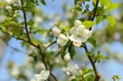 揭秘海棠花四季开花之谜（探究海棠花开花规律，解答是否四季开花）