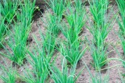 韭菜种植时间详解（合理选择月份，助力高产丰收）
