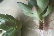 如何修根凤仙花（从根部开始的凤仙花修剪技巧）