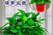 如何养护绿萝（家庭养法及注意事项）