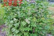 艾草的生长环境与地方条件（全球范围内的艾草分布及生态环境）